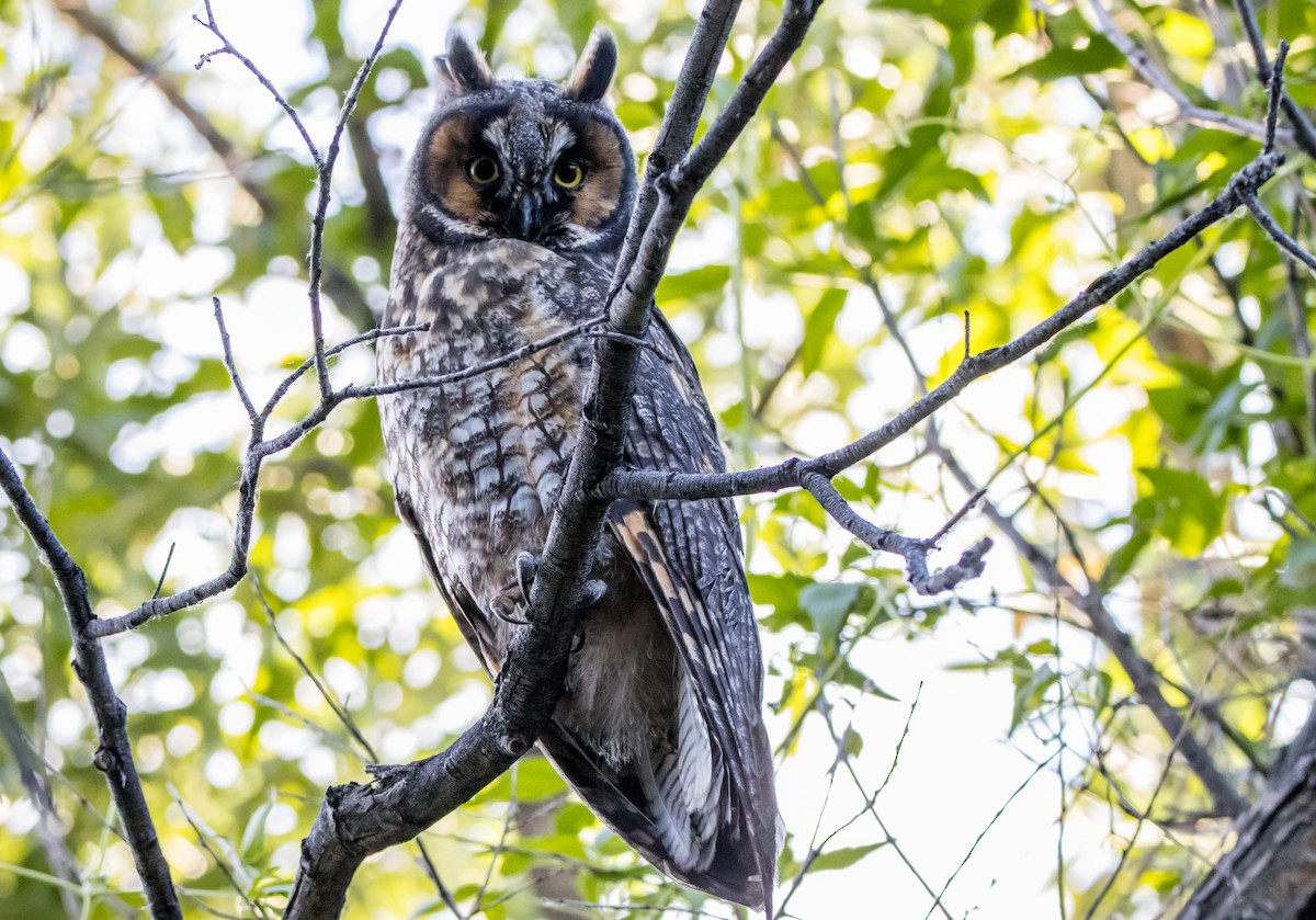 Long-eared Owl - ML587291971
