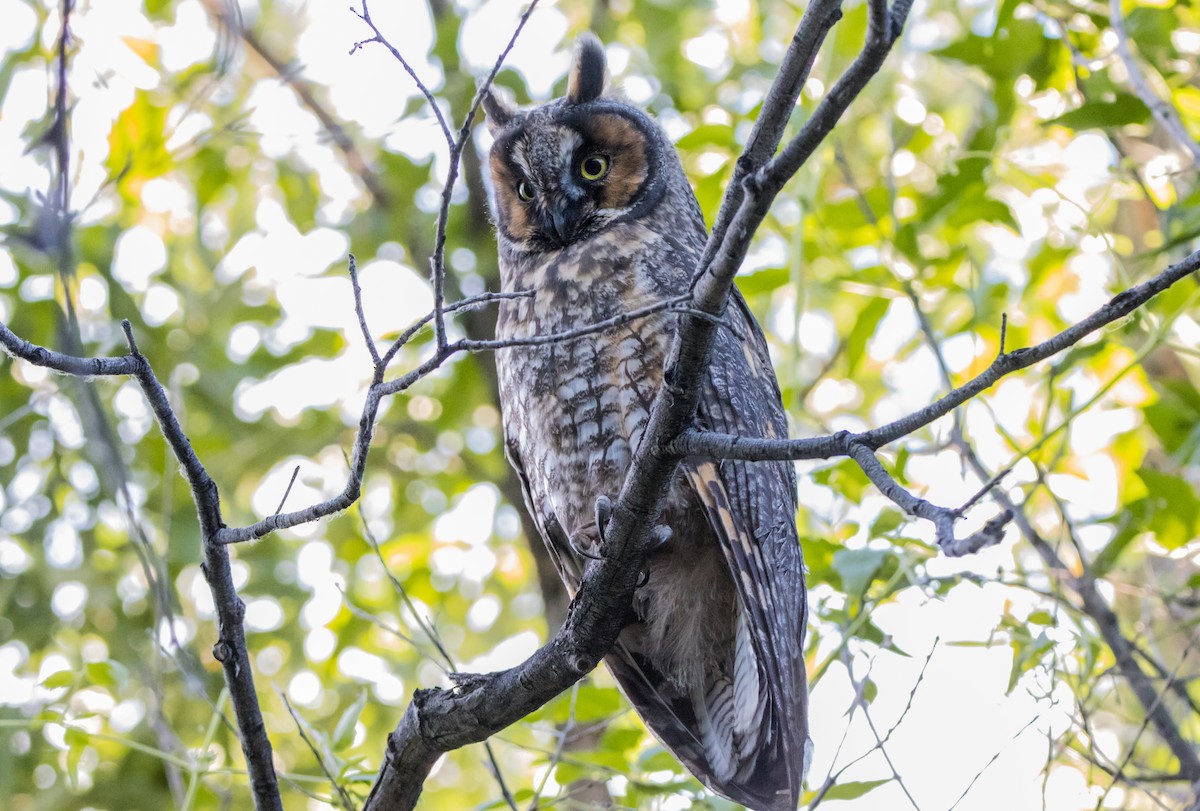 Long-eared Owl - ML587292001