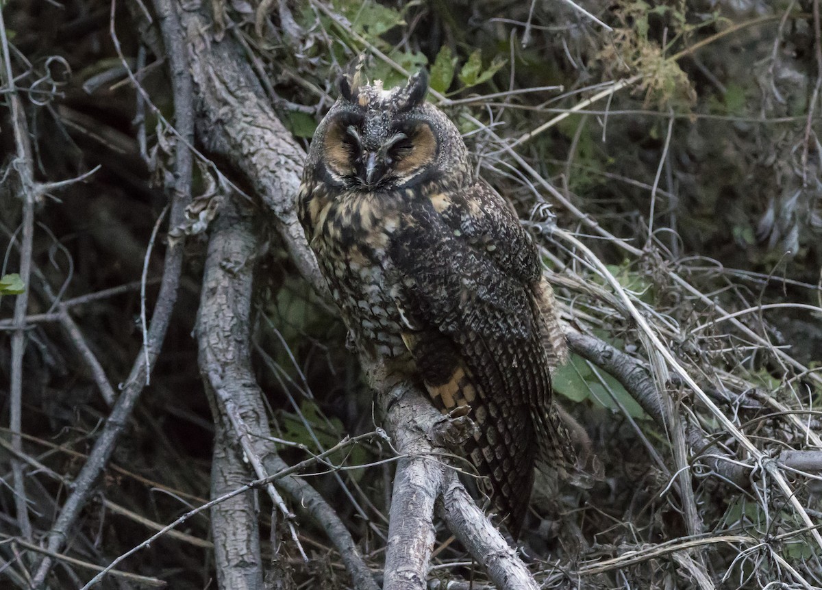 Long-eared Owl - ML587292041