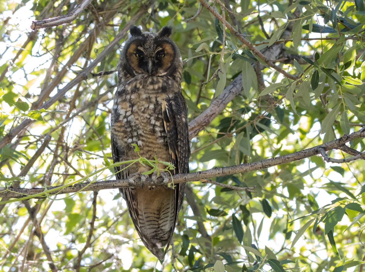 Long-eared Owl - ML587292051