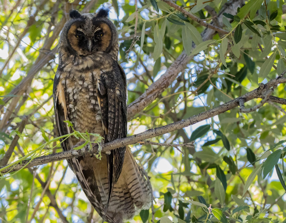 Long-eared Owl - ML587292071