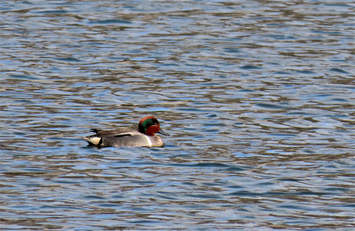 Green-winged Teal - ML587293321