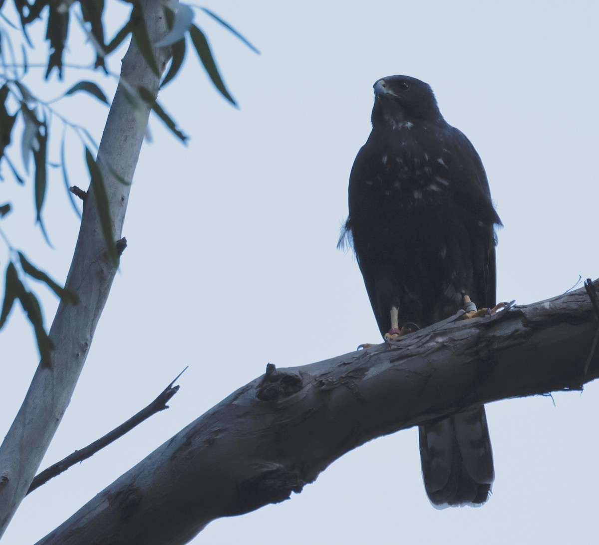 Black Goshawk - ML587295231