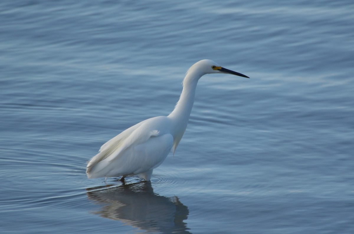 Snowy Egret - ML587295671