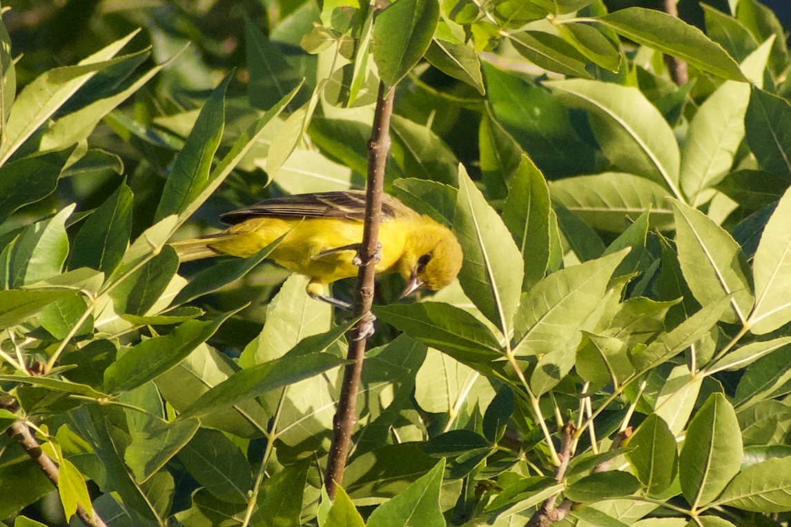 Orchard Oriole - Neil Pankey