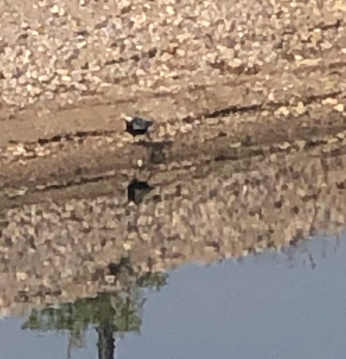 Black-bellied Plover - ML587297561