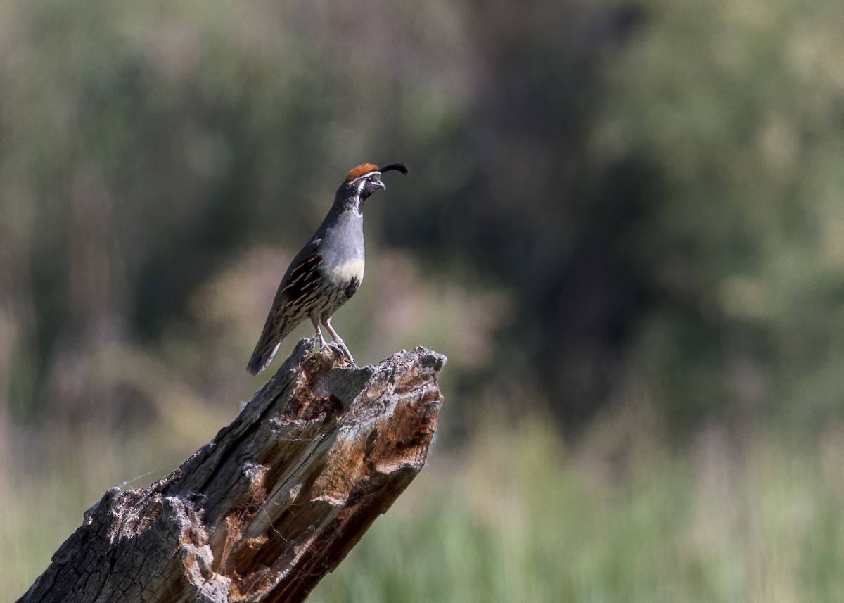 Gambel's Quail - ML587299111