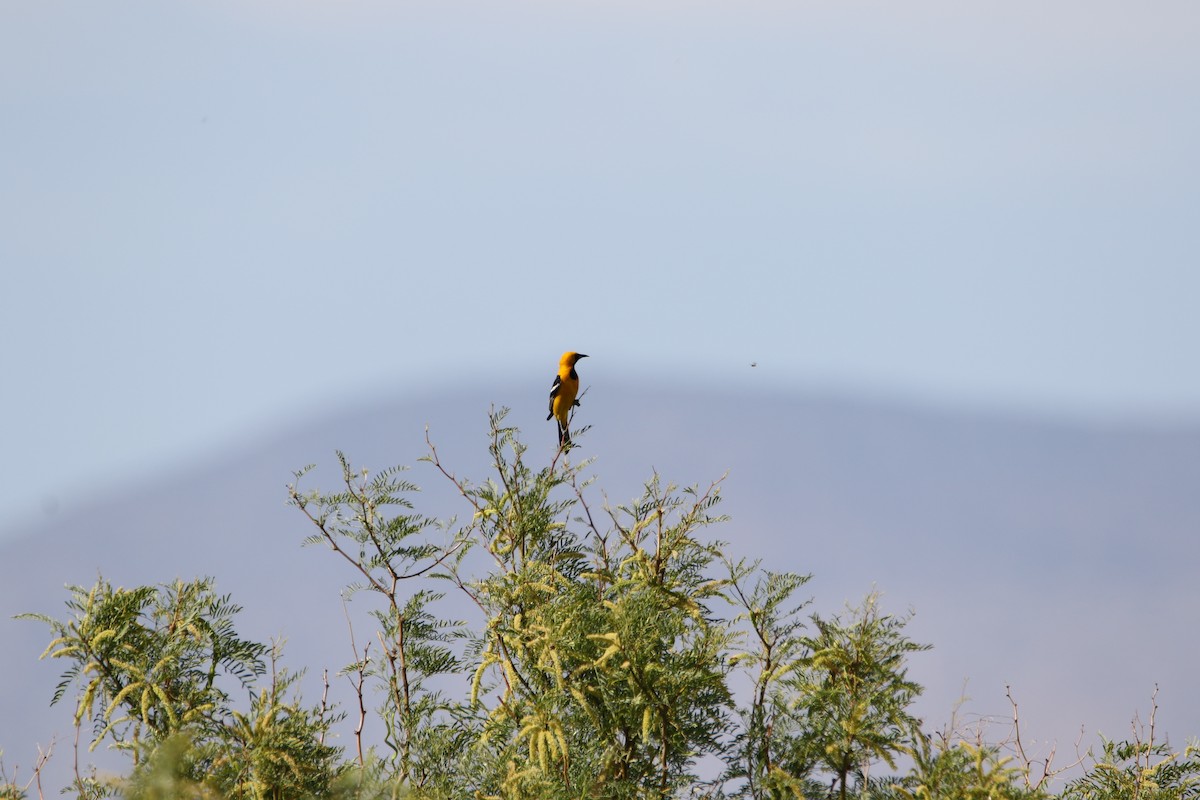 Hooded Oriole - ML587299201