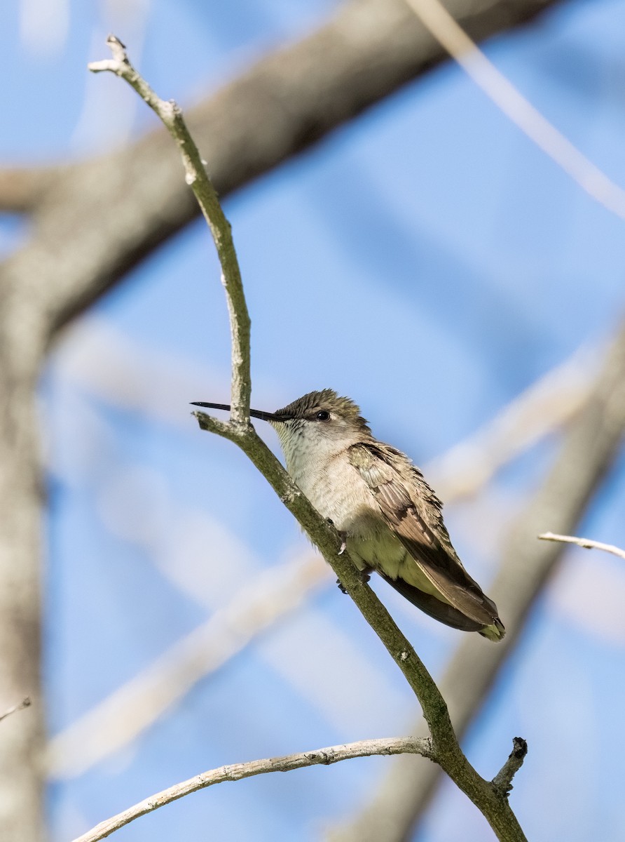 Black-chinned Hummingbird - ML587299271
