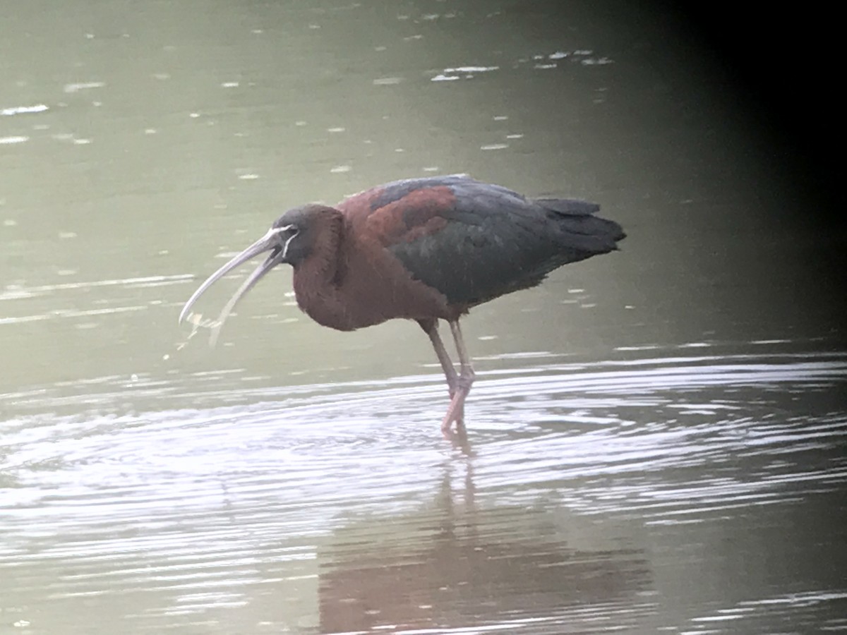 Glossy Ibis - ML58729931