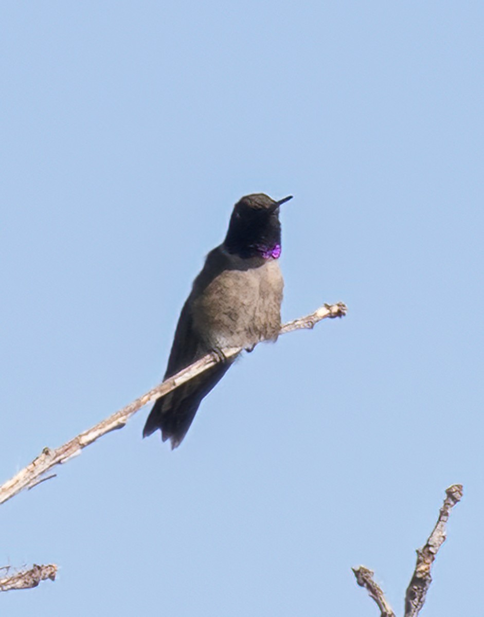 Black-chinned Hummingbird - ML587299371