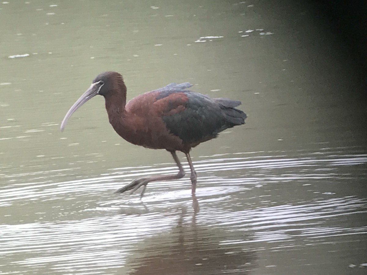 ibis hnědý - ML58729941