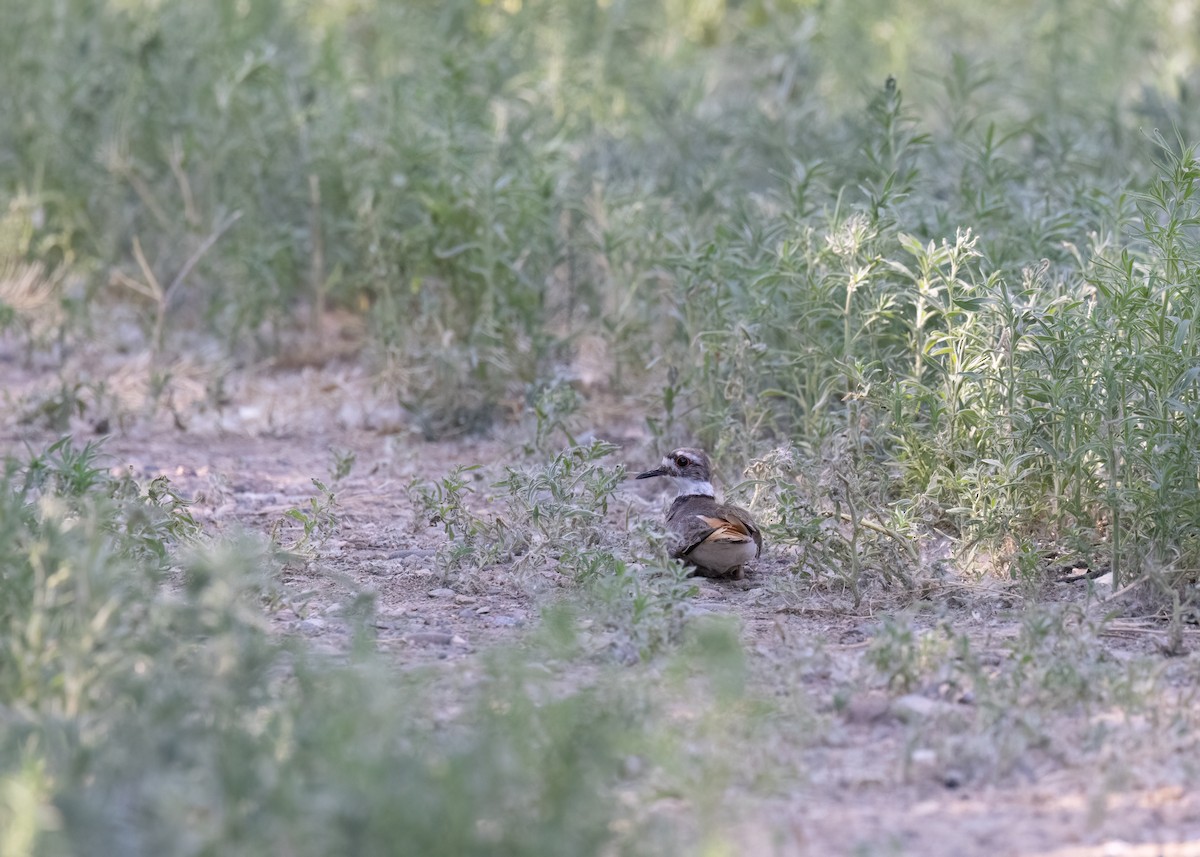 Killdeer - ML587299571