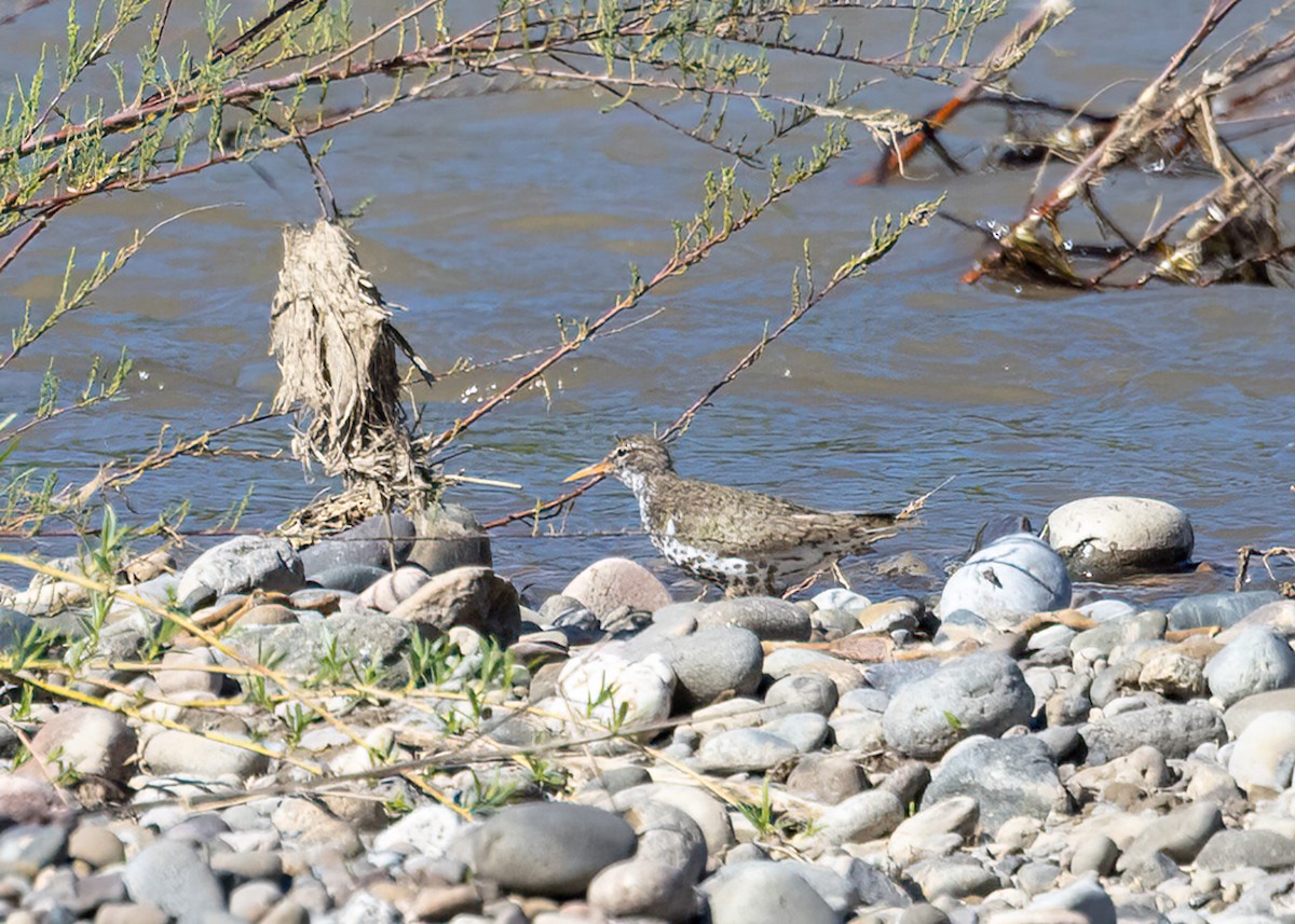 Spotted Sandpiper - ML587299851