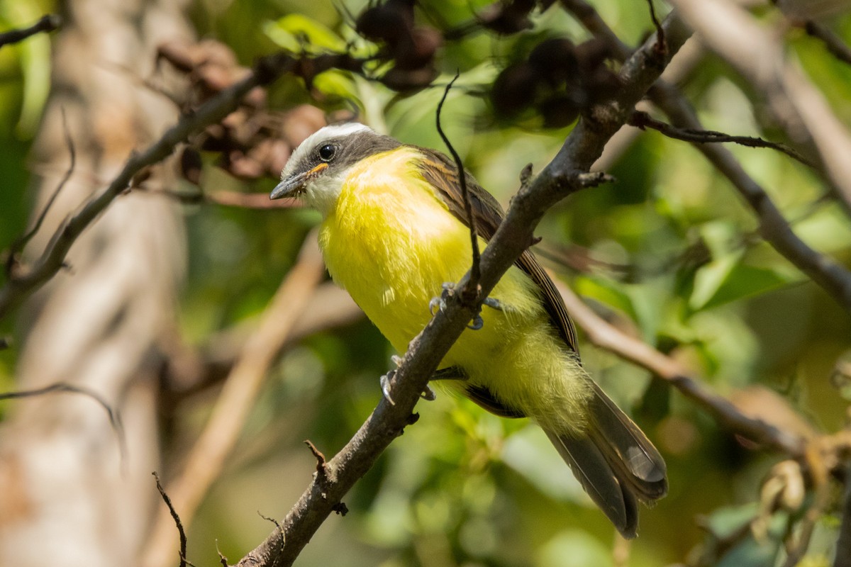 Great Kiskadee - ML587299921