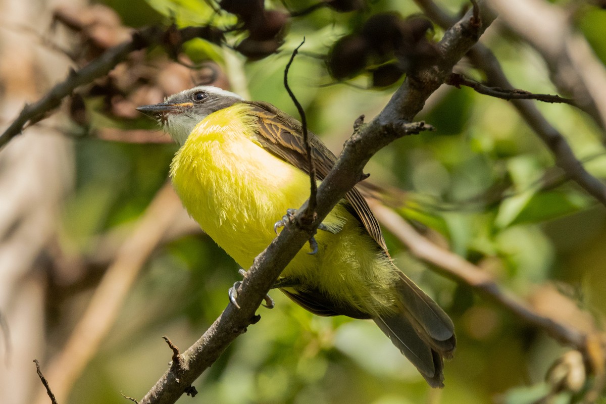 Great Kiskadee - Gordon Starkebaum