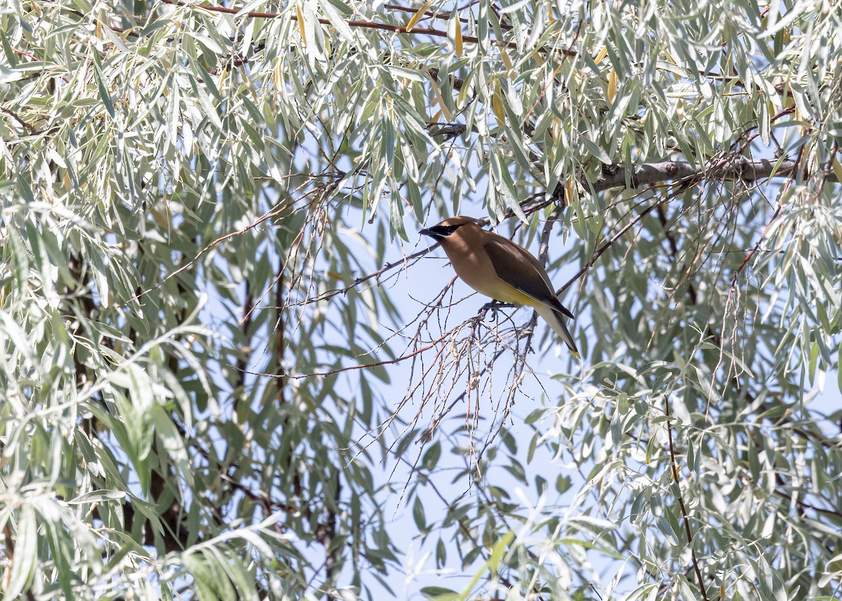 Cedar Waxwing - ML587299971