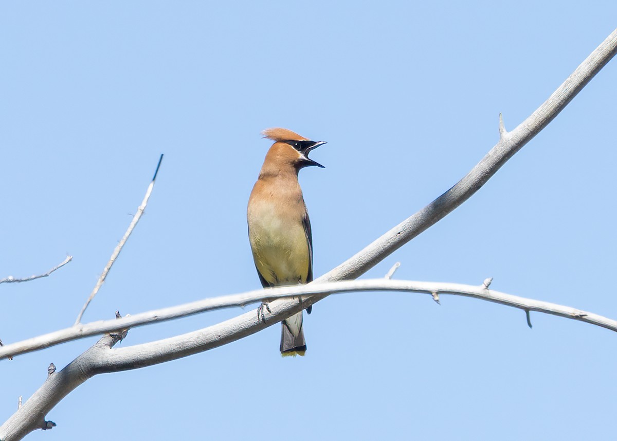 Cedar Waxwing - ML587299991