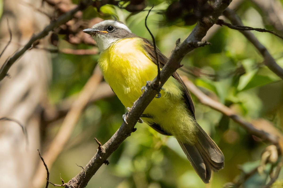 Social Flycatcher - ML587300041