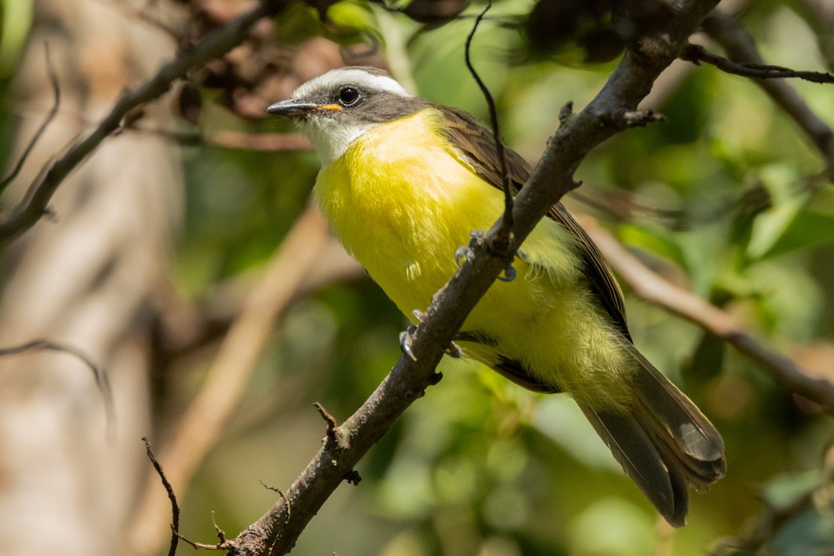 Social Flycatcher - ML587300051