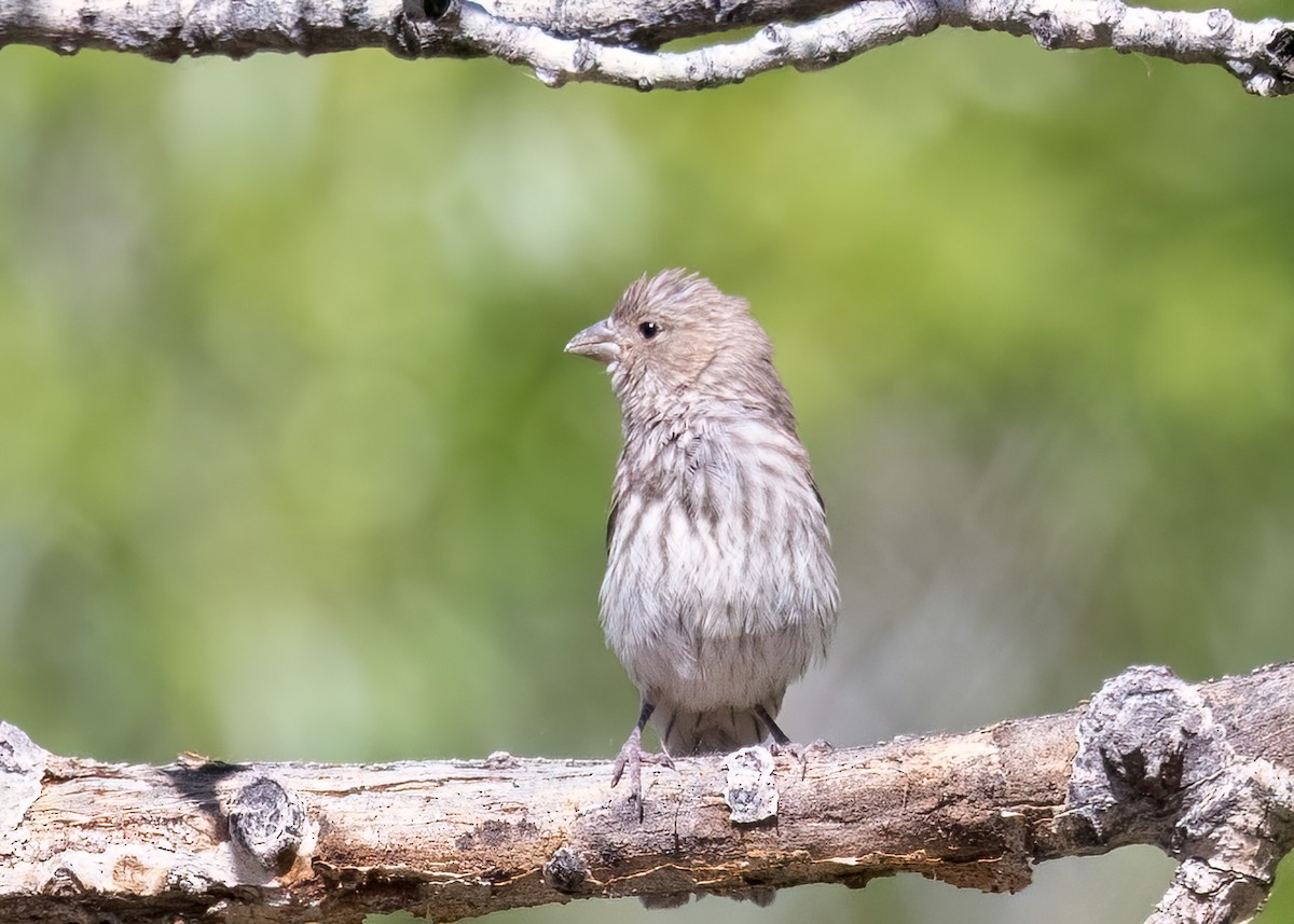 House Finch - ML587300071