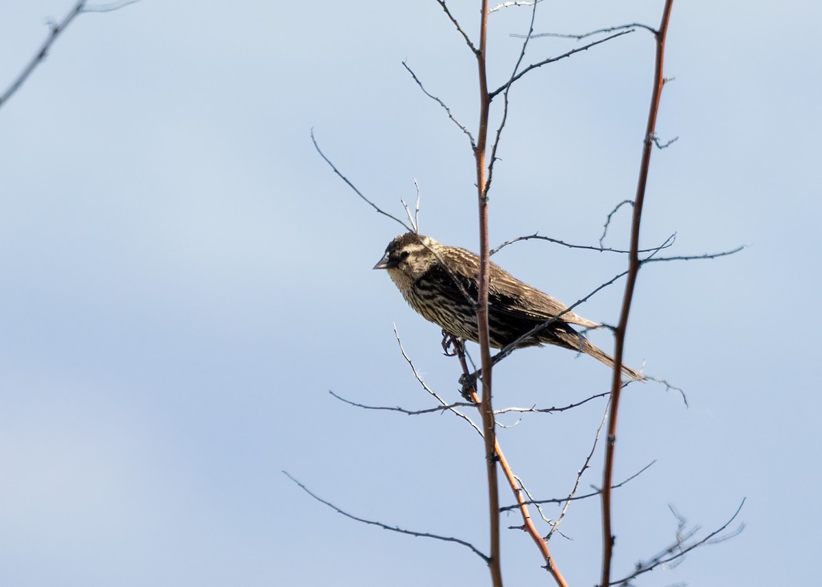 Red-winged Blackbird - ML587300371