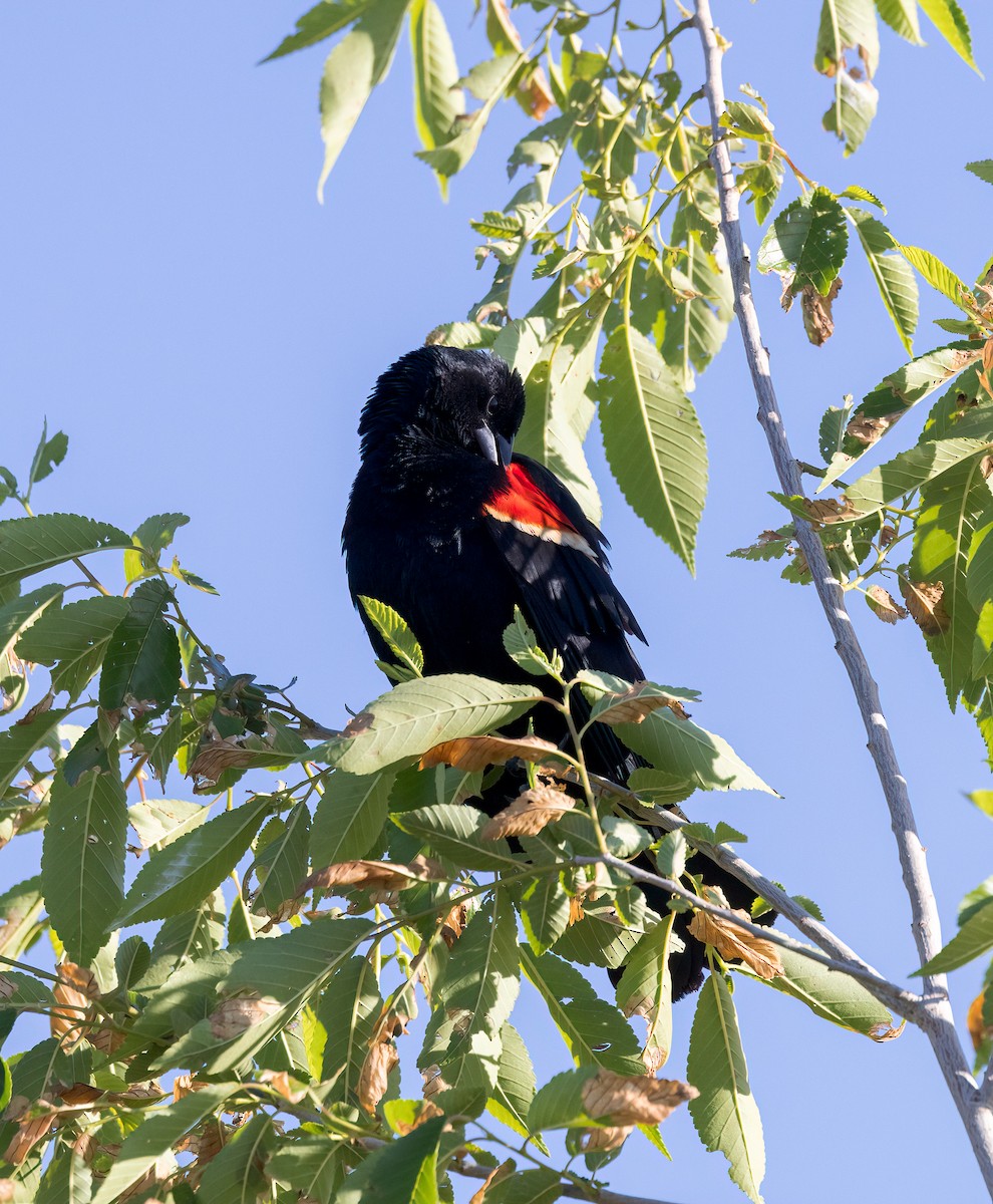 Red-winged Blackbird - ML587300381