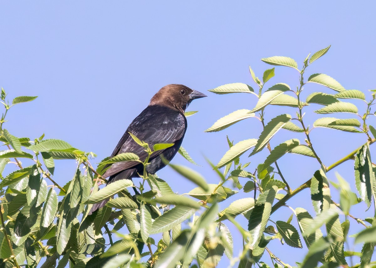 Brown-headed Cowbird - ML587300651