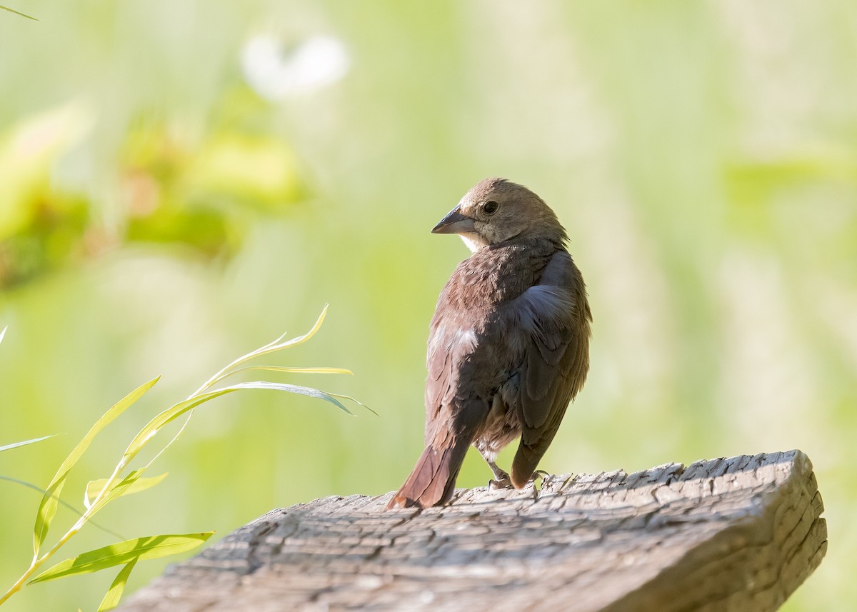 Brown-headed Cowbird - ML587300661