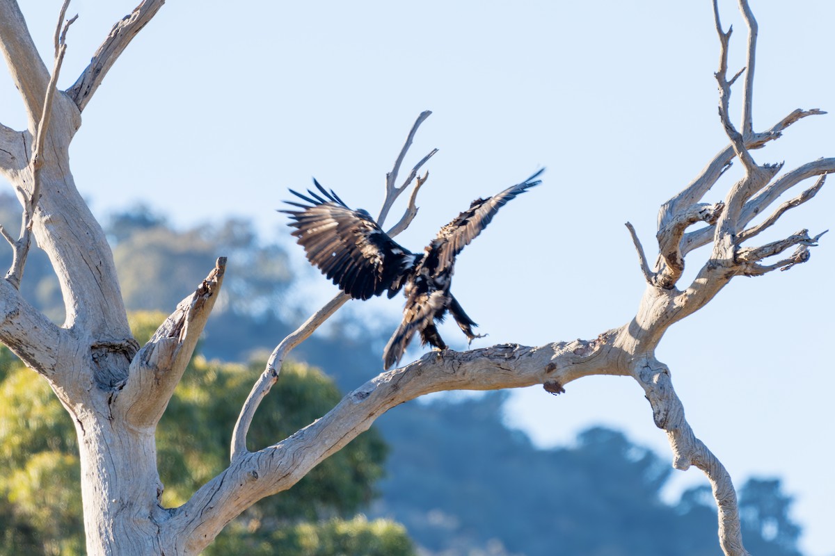 Águila Audaz - ML587301421