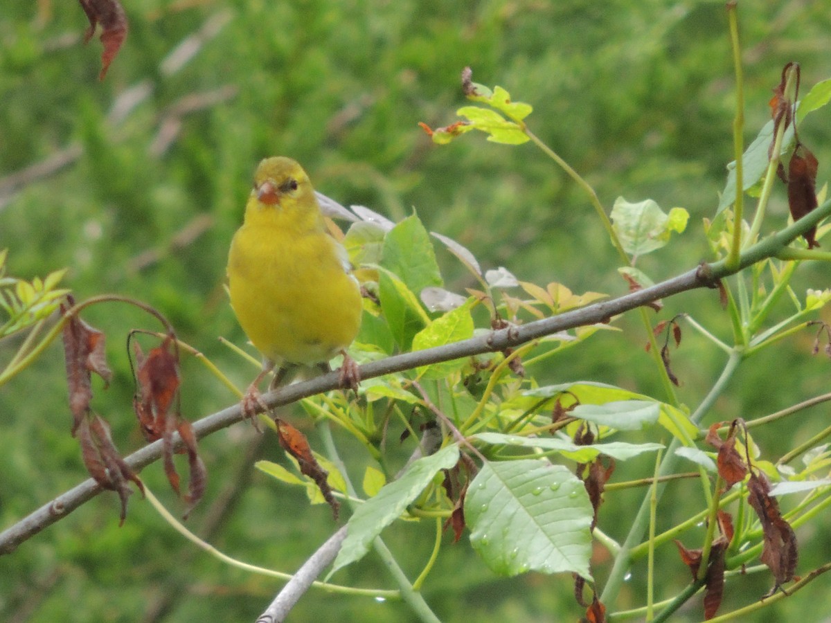 Chardonneret jaune - ML58730271