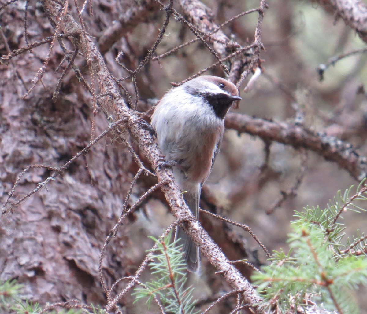 Boreal Chickadee - ML58730291