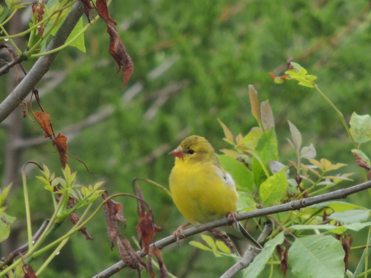 Chardonneret jaune - ML58730311