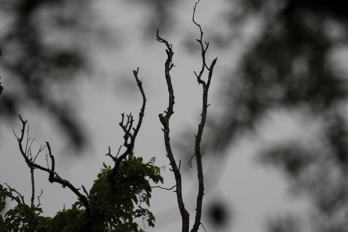 Ladder-backed Woodpecker - ML587303391