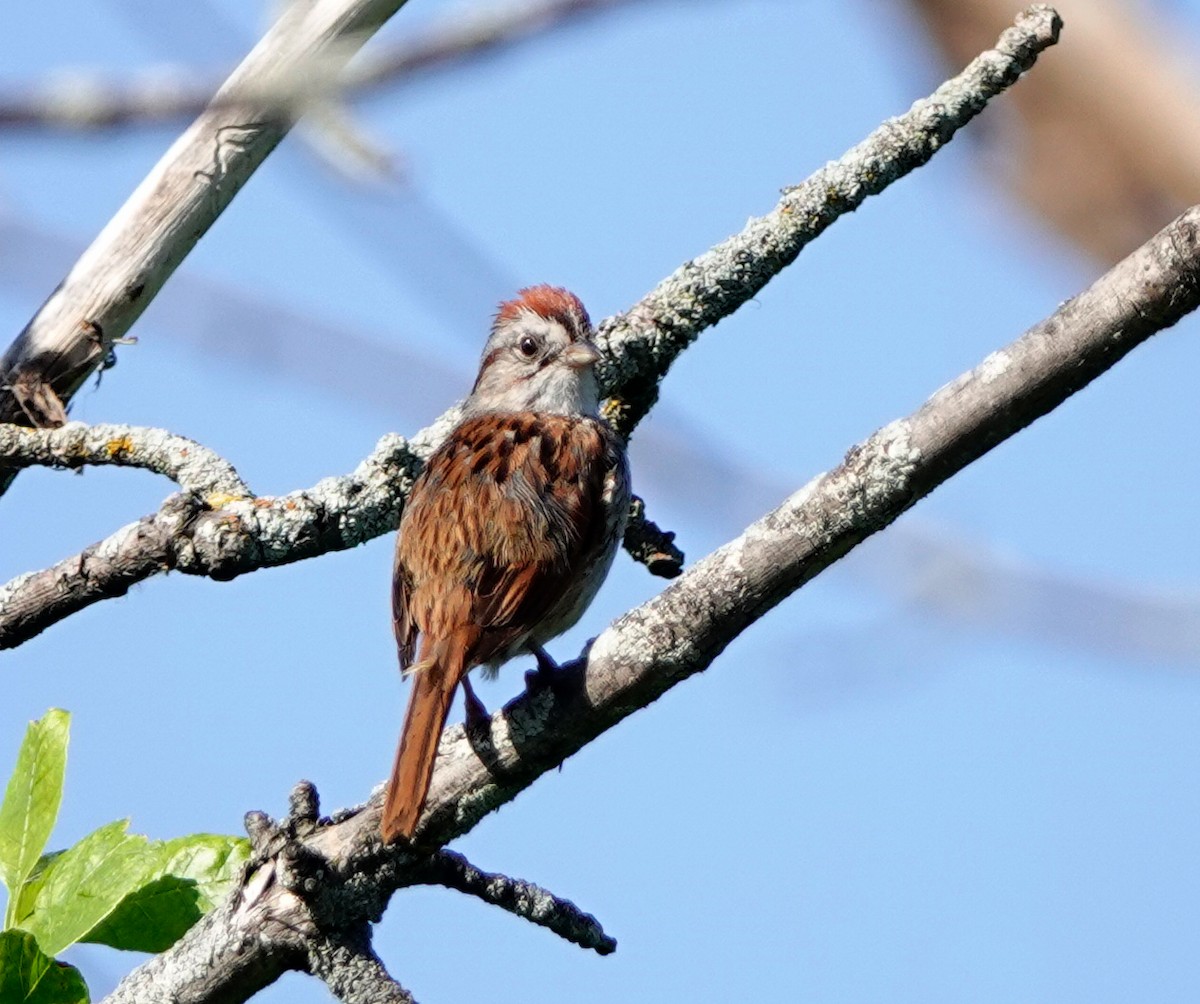 Swamp Sparrow - ML587303791