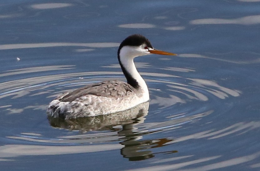 Clark's Grebe - ML587305851