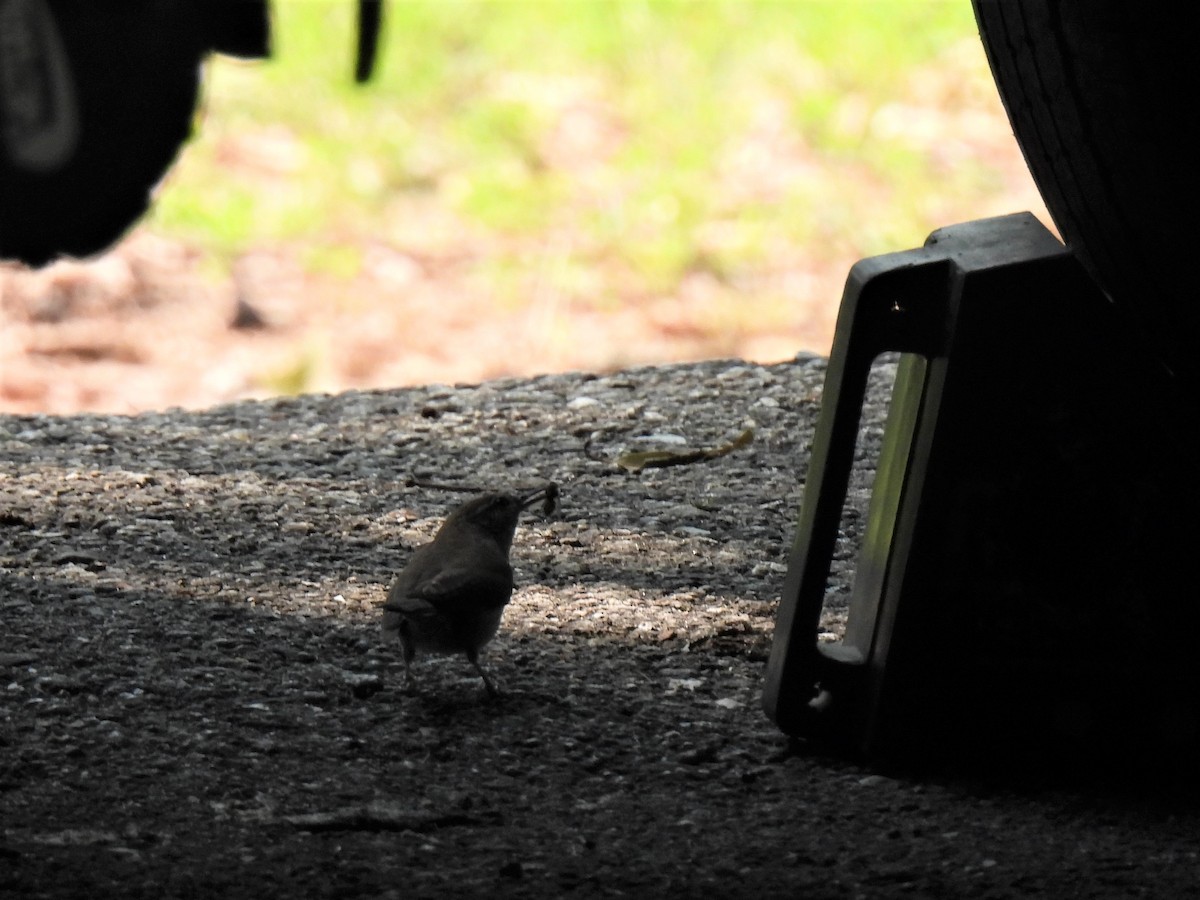 Bewick's Wren - ML587306551