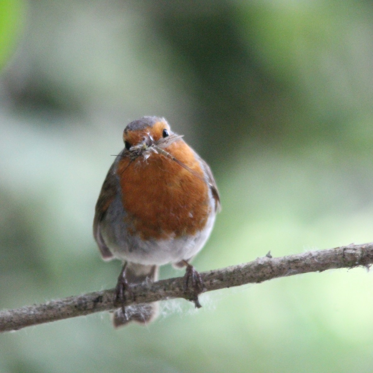 European Robin - ML587307111