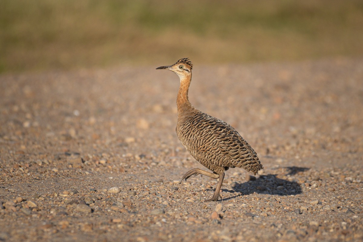 Red-winged Tinamou - Mauricio  Silvera