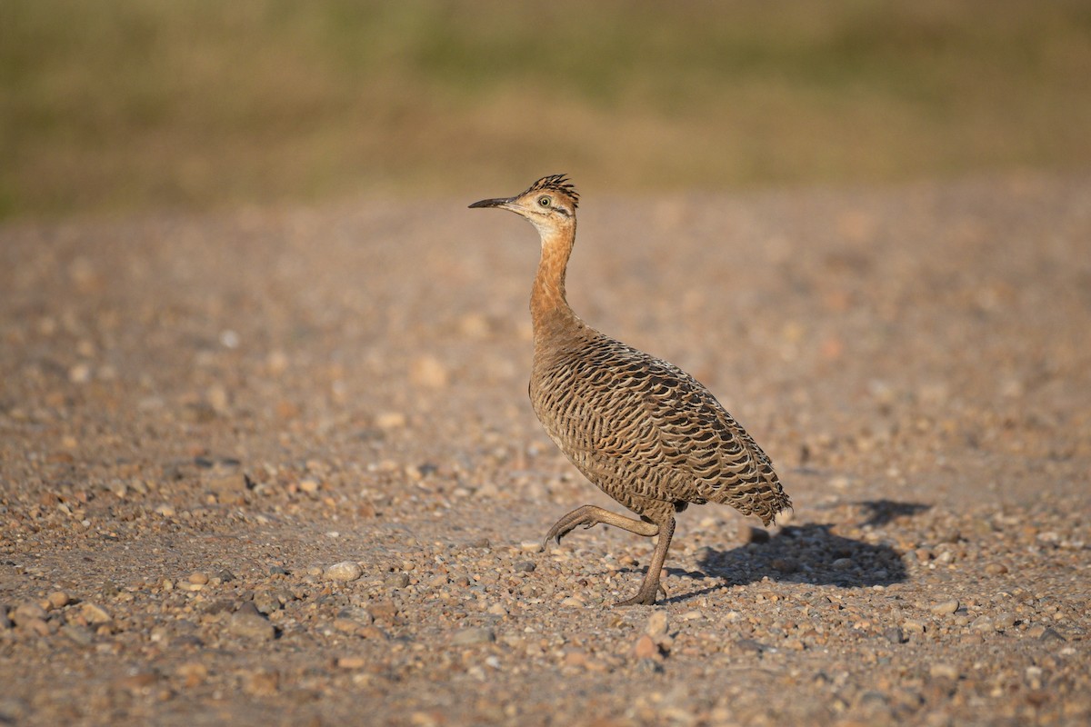 Red-winged Tinamou - ML587307391