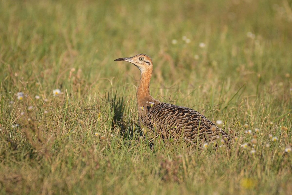 Red-winged Tinamou - ML587307401