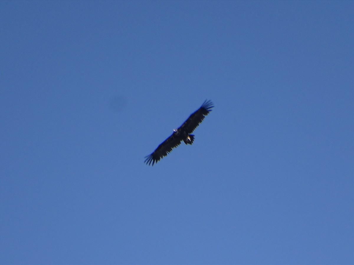 Cinereous Vulture - ML587307511