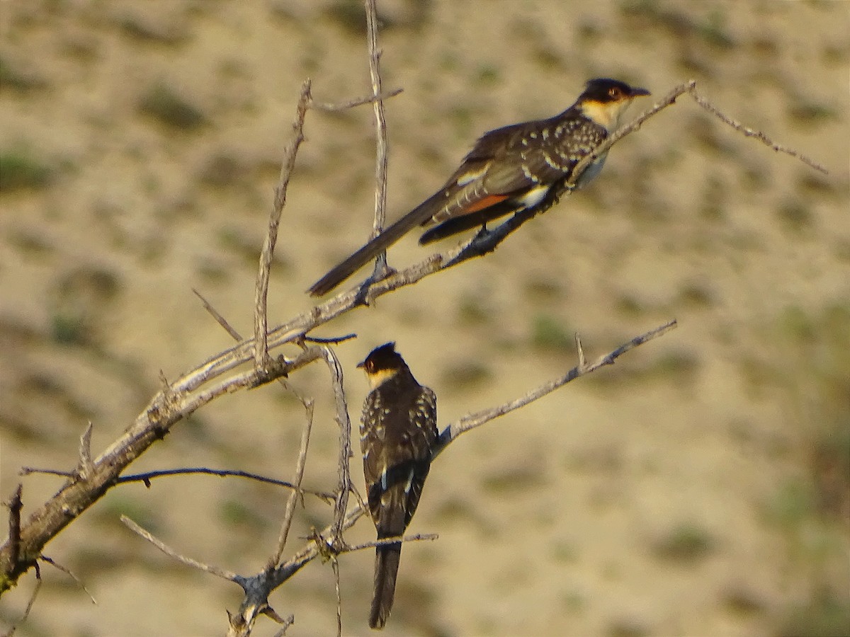 Great Spotted Cuckoo - ML587307811