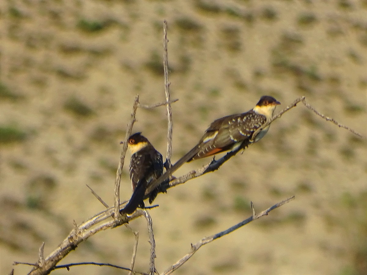 Great Spotted Cuckoo - ML587307821