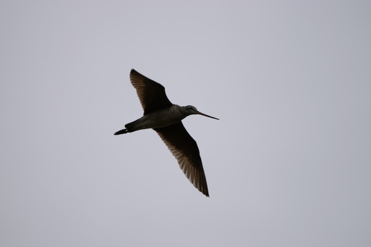 Marbled Godwit - ML587308691