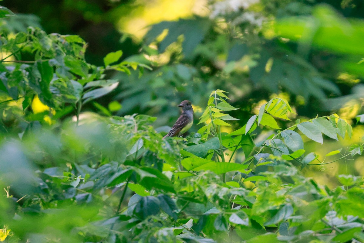 Great Crested Flycatcher - ML587310001