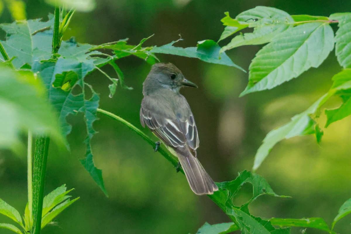 Great Crested Flycatcher - ML587310011