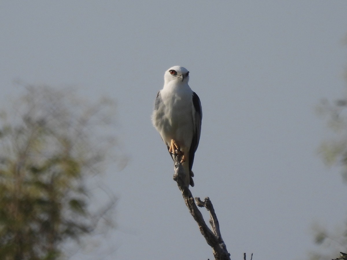 Black-shouldered Kite - ML587310861