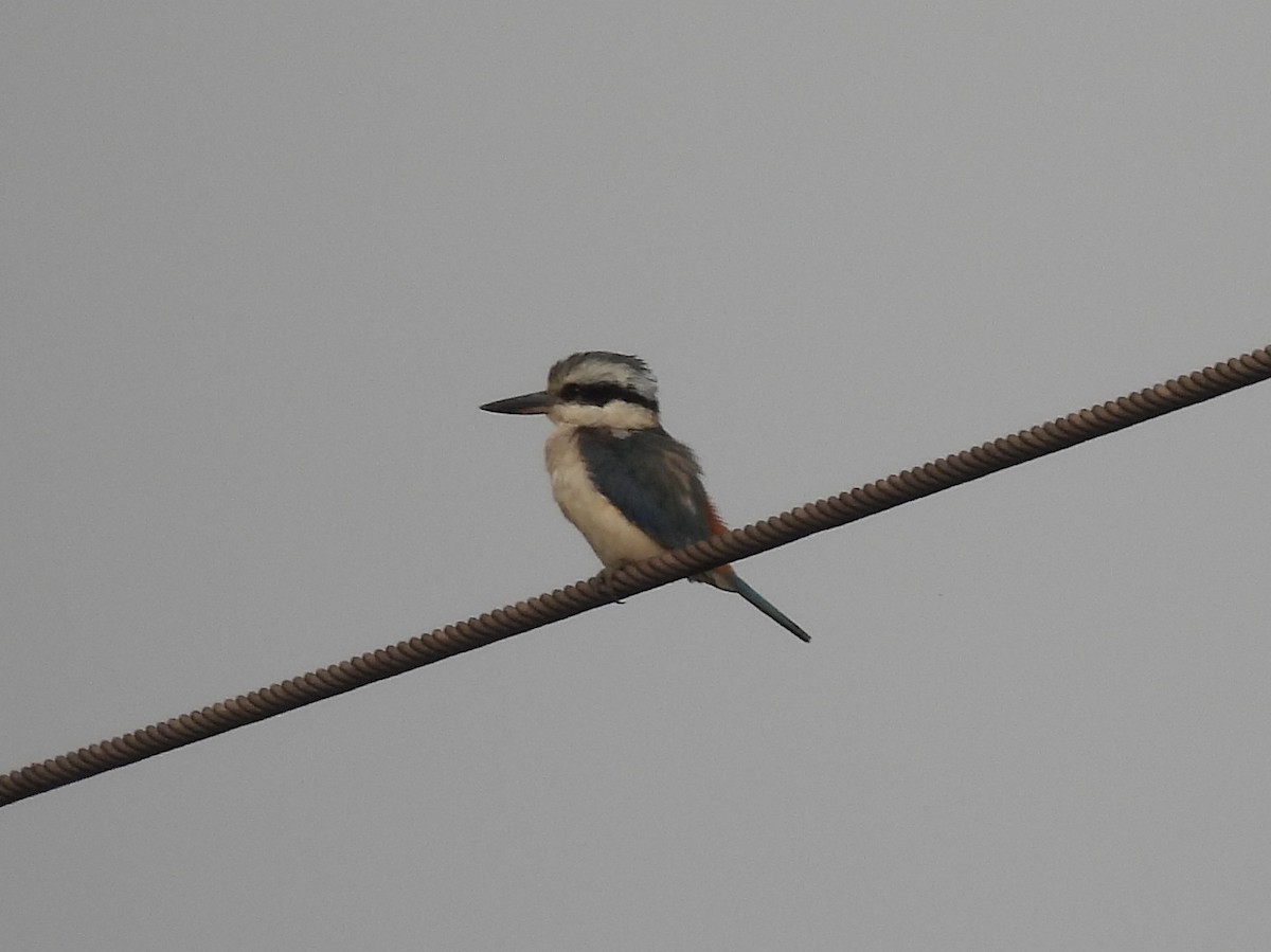 Red-backed Kingfisher - ML587311281