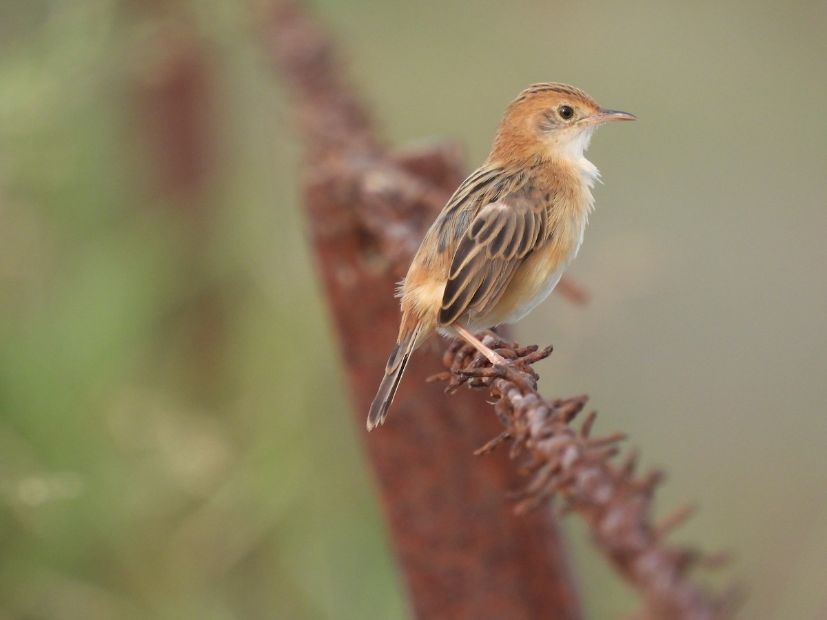 Golden-headed Cisticola - ML587311511